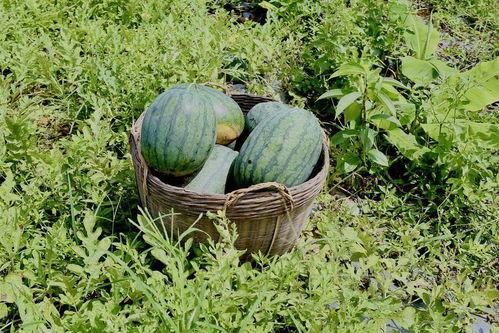 在田里到处吃瓜,田间地头的快乐食光