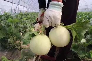 在田里到处吃瓜,田间地头的快乐食光