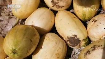 晴天吃瓜嘎嘎香,夏日里的甜蜜诱惑