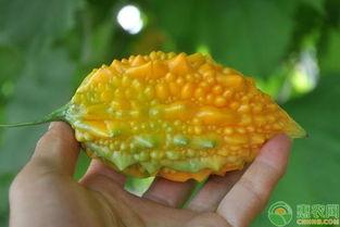 金某某吃瓜,揭秘娱乐圈背后的真相