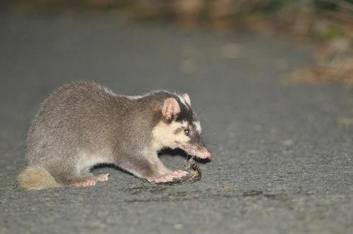 瓜地里吃瓜的猹是什么梗,揭秘网络流行语的趣味与内涵