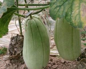 吃脆瓜舌头疼,揭秘夏日美食陷阱