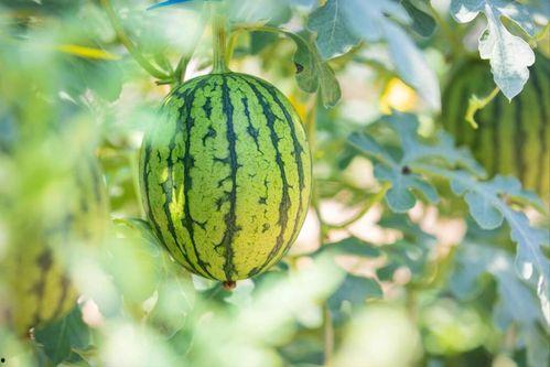 石缝瓜怎么吃最好,解锁最佳口感体验