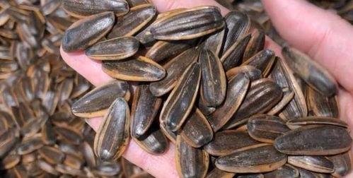 吃什么瓜吃瓜子,从吃瓜到吃瓜子的奇妙之旅