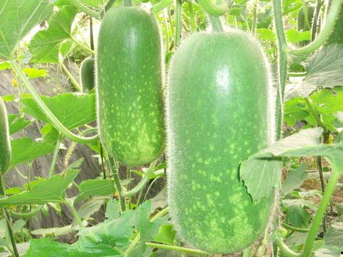 媞媞吃瓜,揭秘娱乐圈幕后故事