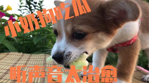 狗搞笑吃瓜