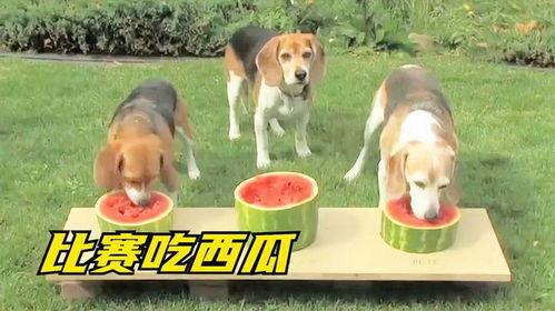 狗搞笑吃瓜