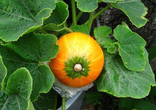 哺乳期吃蜜瓜,营养与健康的完美结合