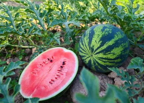 夏天吃瓜的视频