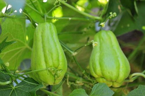 佛手瓜外皮有刺可以吃吗,佛手瓜刺皮可食用揭秘