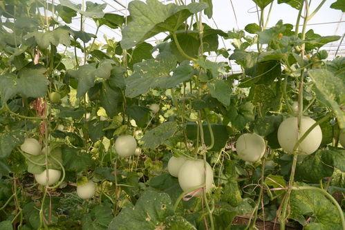 甘肃宋沁吃瓜,瓜田里的甜蜜生活