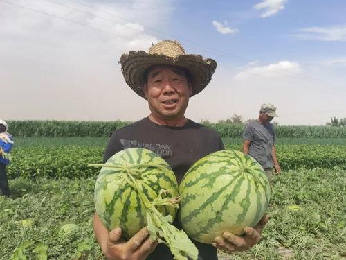 甘肃宋沁吃瓜,瓜田里的甜蜜生活