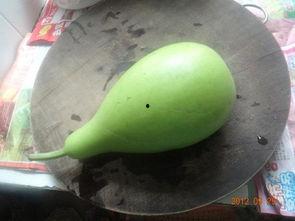 葫芦瓜在哪吃最好,葫芦瓜的最佳食用地探秘