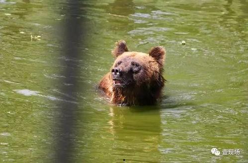 萌熊吃瓜,欢乐无限，带你领略萌宠趣味生活