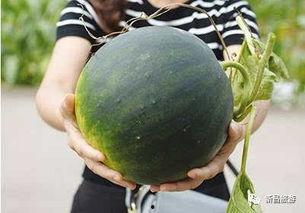 吃瓜天台,网络热点的幕后故事