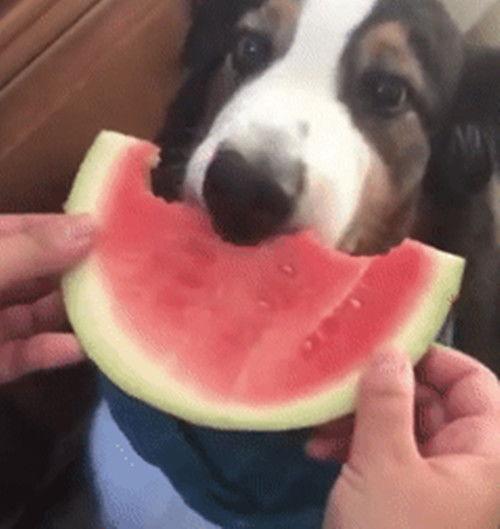 宠物吃瓜,瓜果飘香，萌宠欢享