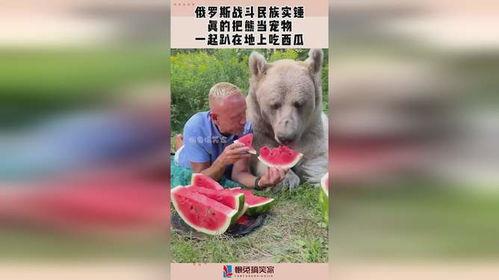 宠物吃瓜,瓜果飘香，萌宠欢享
