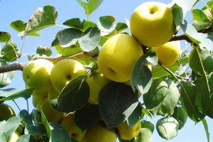 吃瓜吃梨,探寻夏日消暑美食之旅