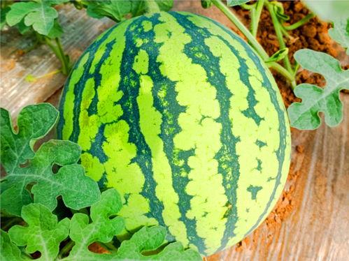 凤凰汇吃瓜,揭秘娱乐圈的“吃瓜”盛宴