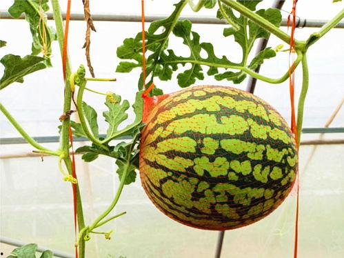 凤凰汇吃瓜,揭秘娱乐圈的“吃瓜”盛宴