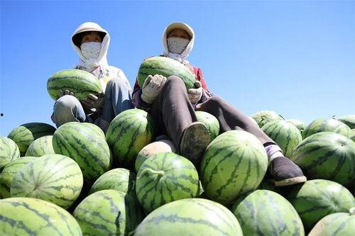 凤凰汇吃瓜,揭秘娱乐圈的“吃瓜”盛宴