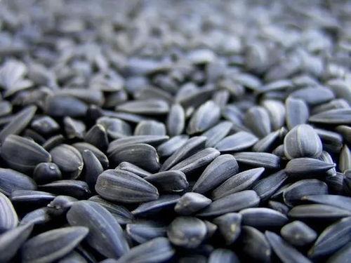 开学准备瓜子吃瓜,瓜子相伴，轻松吃瓜迎新学期