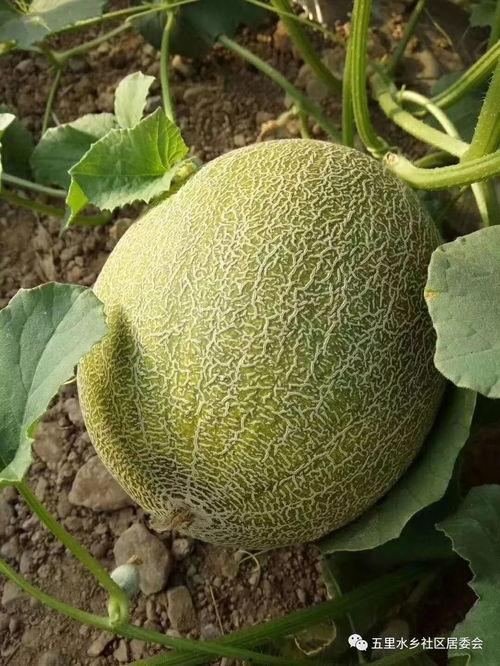 海原吃瓜视频,揭秘网络热点背后的故事