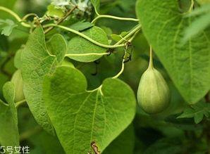 吃梢瓜好处,吃梢瓜的五大益处揭秘”