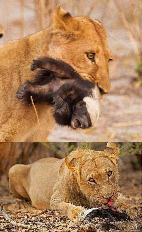 动物吃瓜后续小说,动物们的奇幻食旅