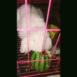 吃瓜大白27,一场关于瓜农生活的深度对话