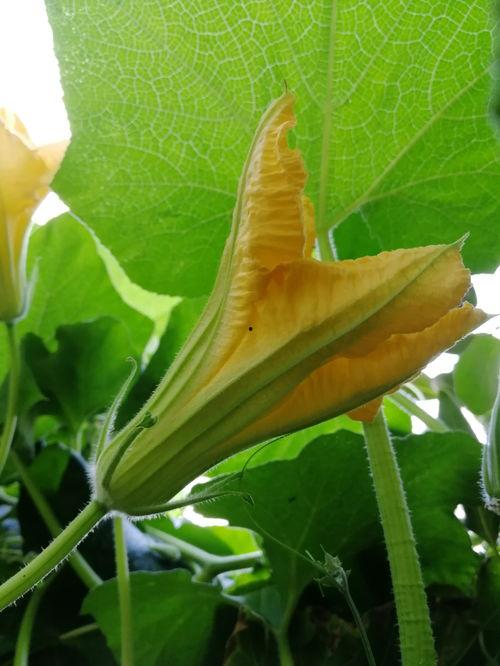 玉瓜花怎么吃,创意烹饪指南