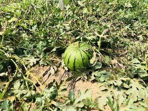 舒华上班吃瓜,揭秘职场小趣事