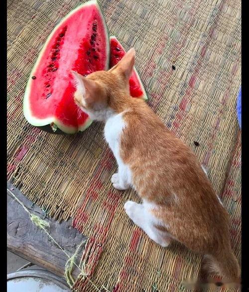 吃瓜嘴巴周围红红的,揭秘嘴巴周围红红的秘密