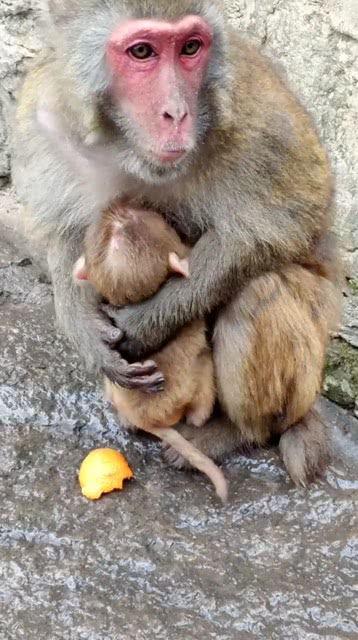 猴妈妈抱着宝宝吃瓜,共享夏日甜蜜瓜果时光