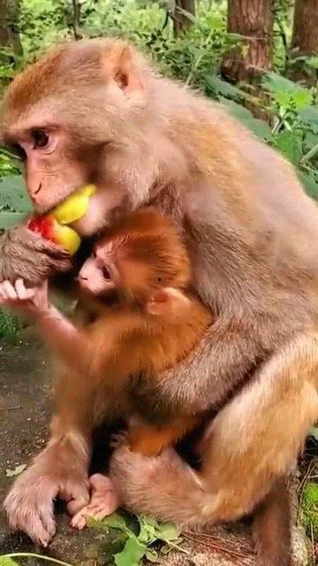 猴妈妈抱着宝宝吃瓜,共享夏日甜蜜瓜果时光