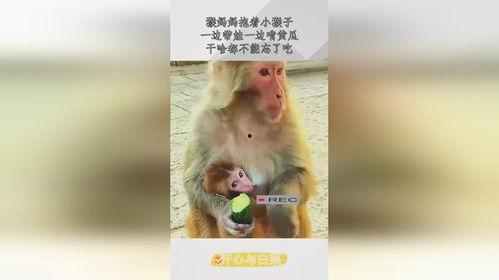 猴妈妈抱着宝宝吃瓜,共享夏日甜蜜瓜果时光