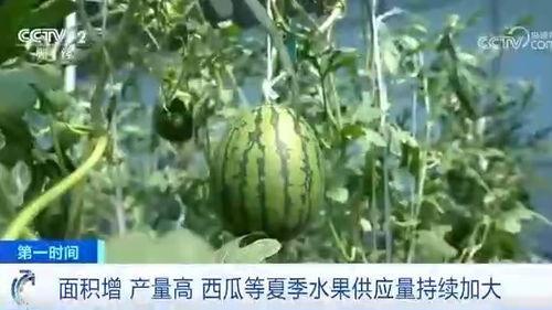 吃瓜群众夏天吃西瓜,吃瓜群众西瓜盛宴