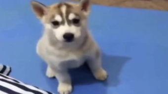 狗看人吵架吃瓜,看人吵架，乐在其中