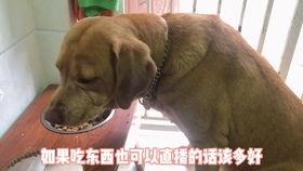 狗看人吵架吃瓜,看人吵架，乐在其中