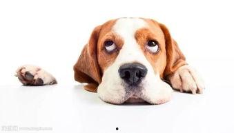 狗看人吵架吃瓜,看人吵架，乐在其中