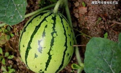 西瓜怎么摘瓜吃,西瓜摘食指南