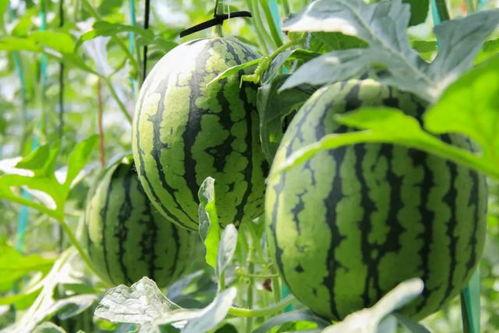 西瓜怎么摘瓜吃,西瓜摘食指南