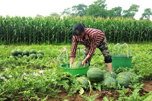 西瓜怎么摘瓜吃,西瓜摘食指南