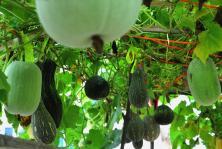 沈宴屋顶吃瓜,一场别开生面的夏日盛宴