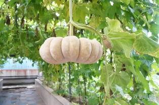 沈宴屋顶吃瓜,一场别开生面的夏日盛宴