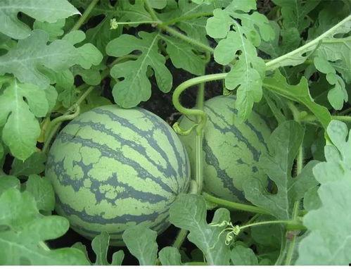 天蓬吃瓜,揭秘娱乐圈的瓜田秘事