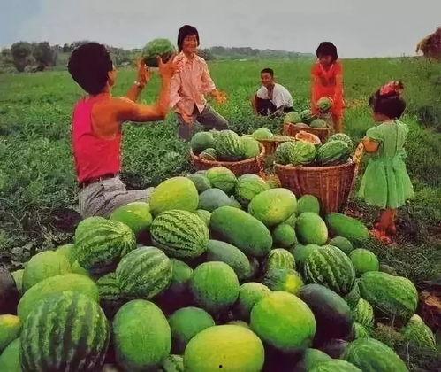 到哪里吃瓜,揭秘“到哪里吃瓜”的神秘魅力