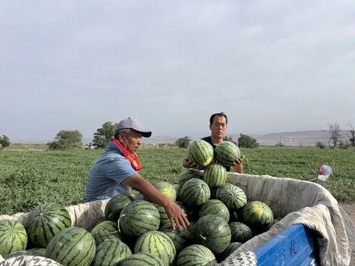 慈城吃瓜,吃瓜群众的欢乐盛宴