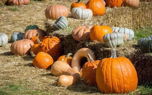 慈城吃瓜,吃瓜群众的欢乐盛宴