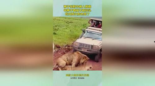 吃瓜狮子,揭秘动物界的“八卦”达人